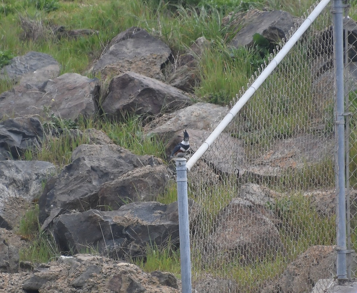 Belted Kingfisher - ML615025248