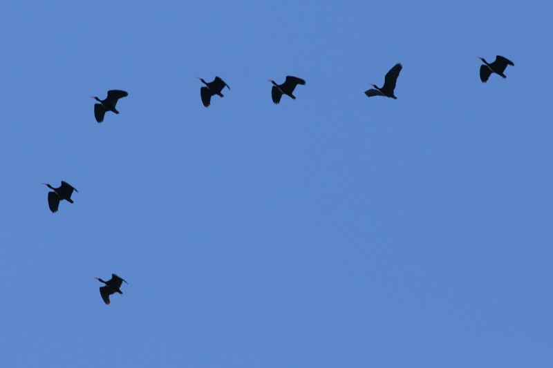ibis tmavý - ML61502551