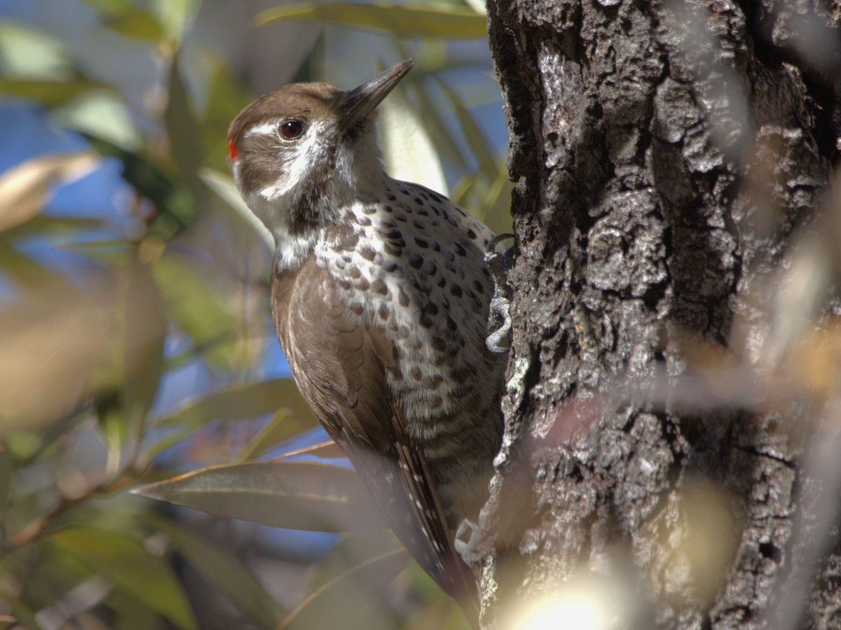 Arizona Woodpecker - ML615025576