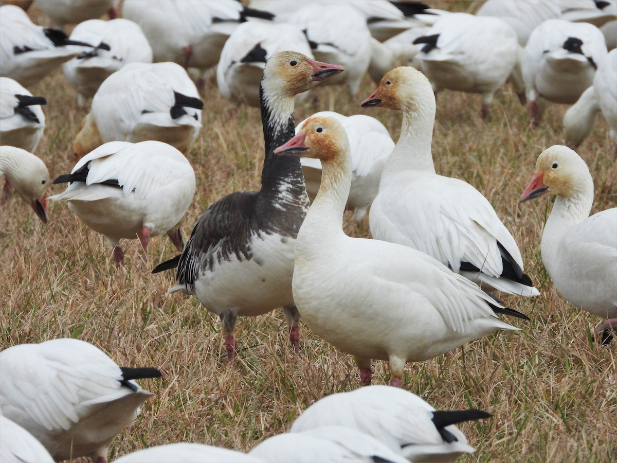 eBird Checklist - 18 Feb 2024 - Samish Flats--East 90 - 14 species