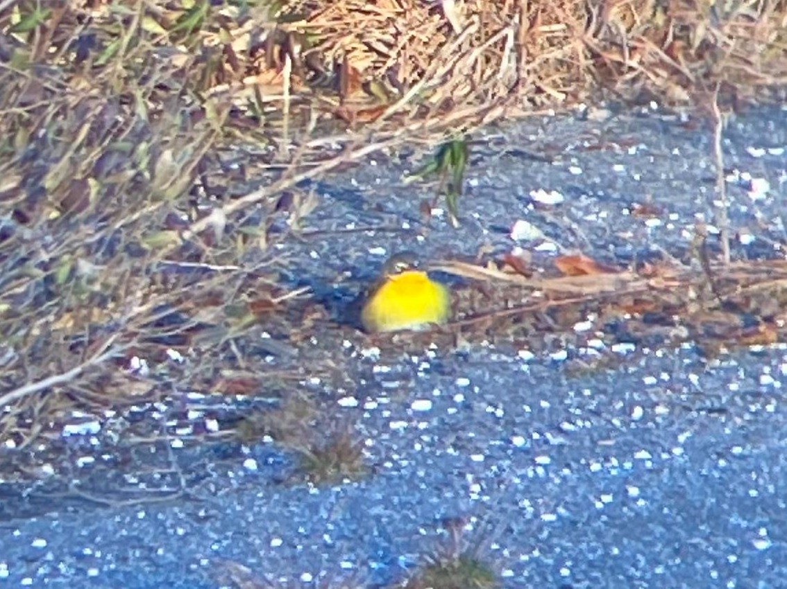 Yellow-breasted Chat - ML615025668