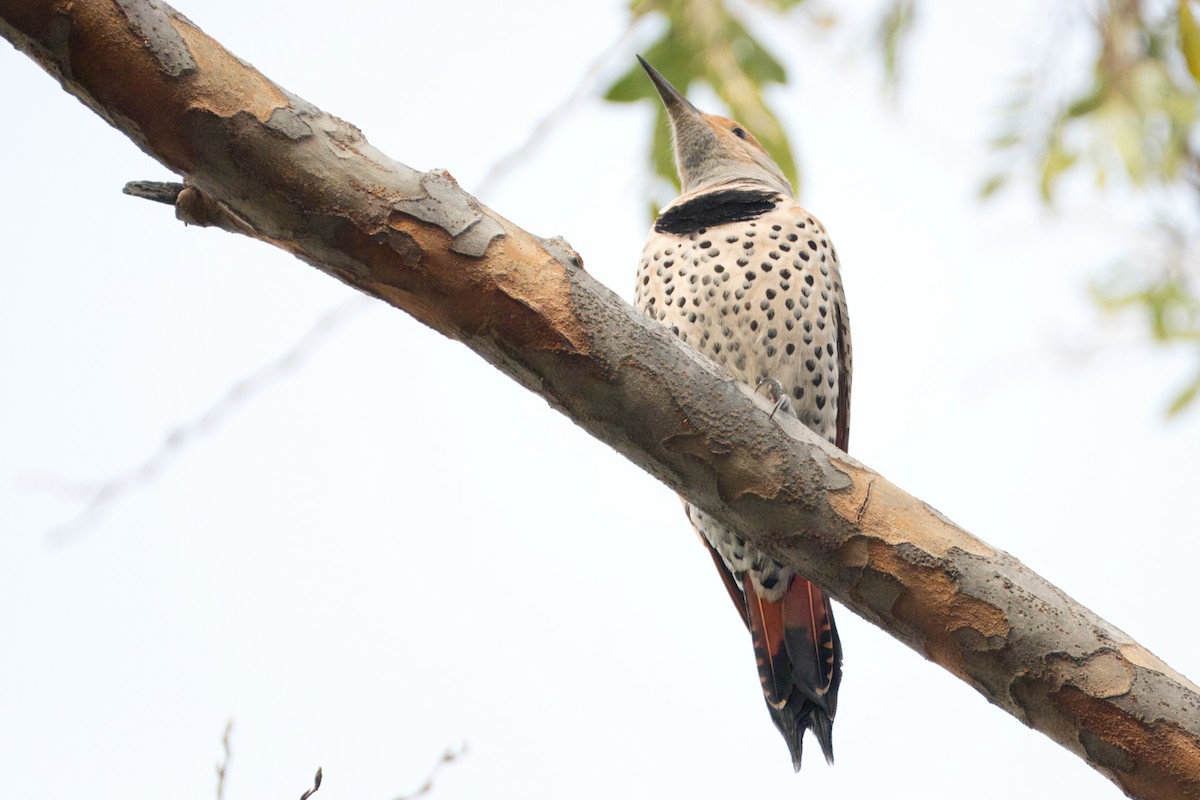 Northern Flicker (Red-shafted) - ML615025678