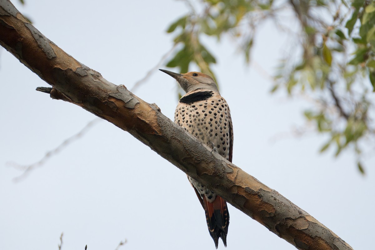 Northern Flicker (Red-shafted) - ML615025690