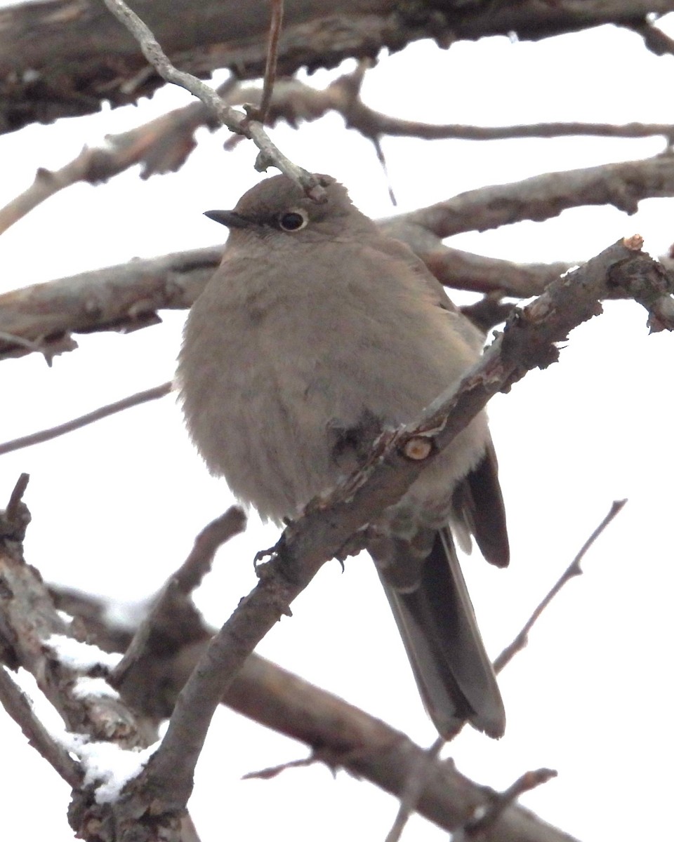Townsend's Solitaire - ML615025773