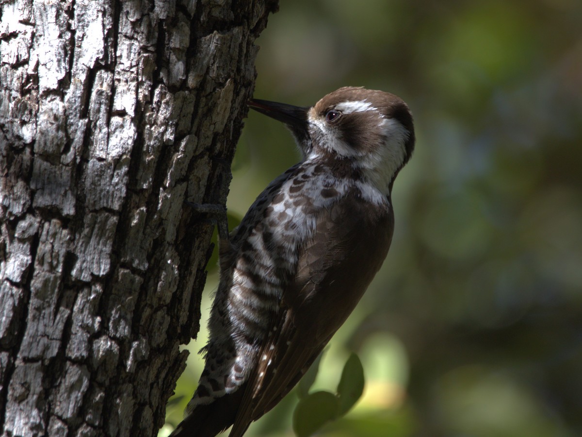 Arizona Woodpecker - ML615025788
