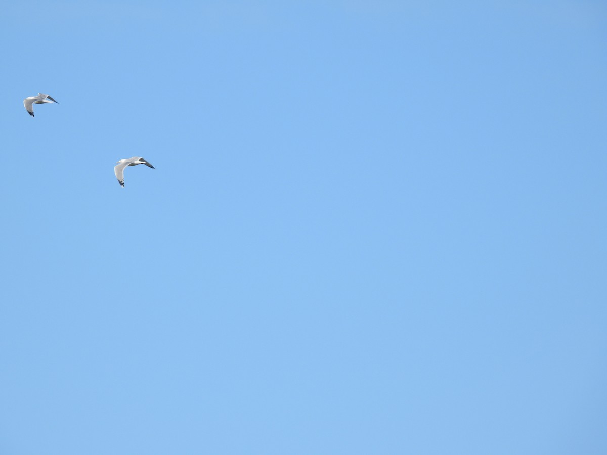 Herring Gull (European) - ML615025910