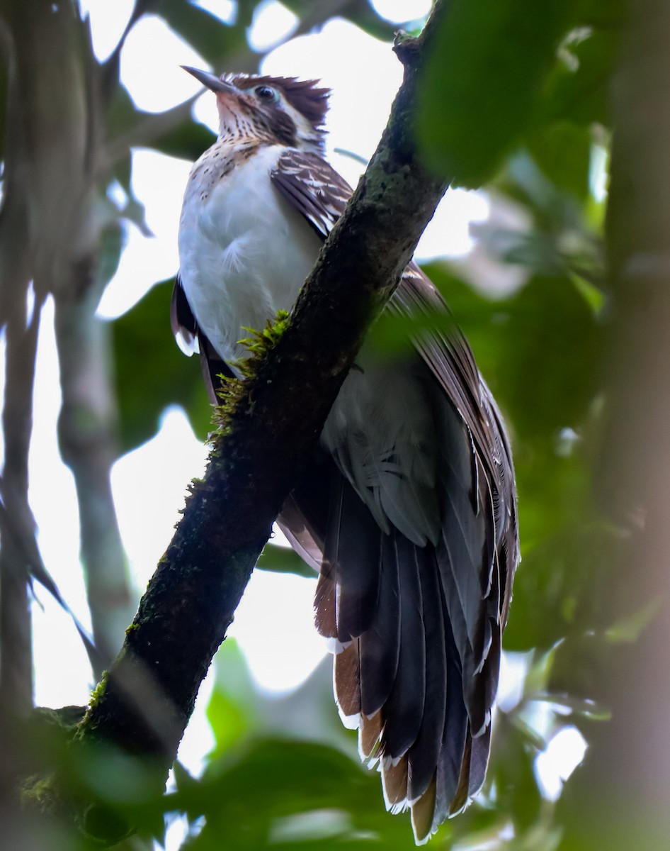 Pheasant Cuckoo - ML615026051