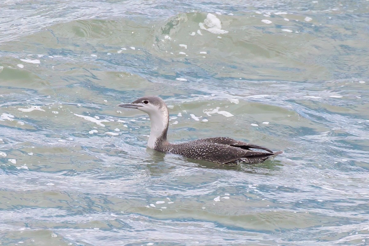 Red-throated Loon - ML615026170