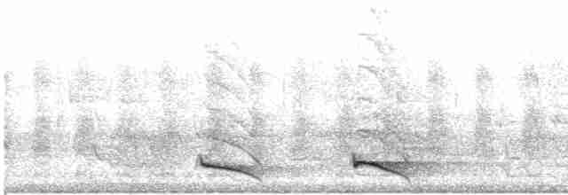 trogon límcový (ssp. puella) - ML615026174