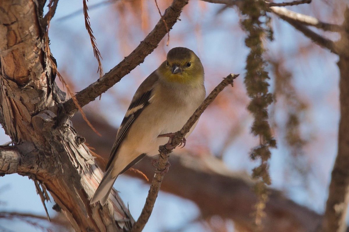 American Goldfinch - Cole Penning