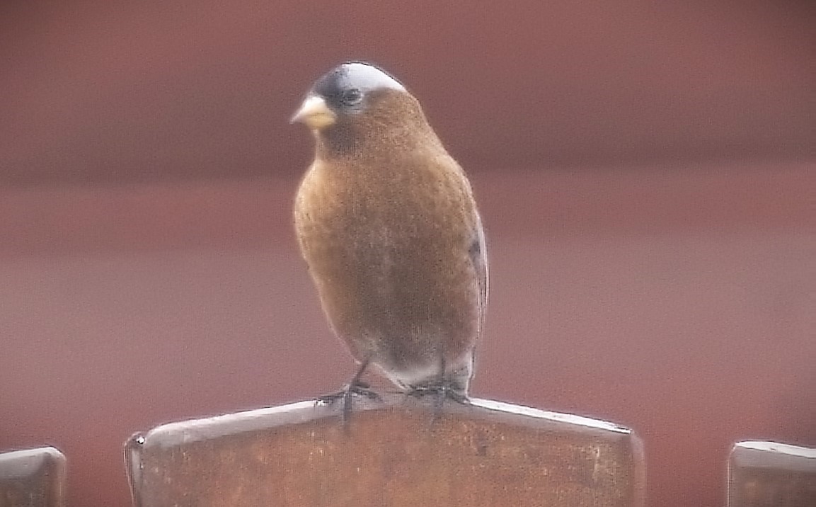 Gray-crowned Rosy-Finch - ML615026423
