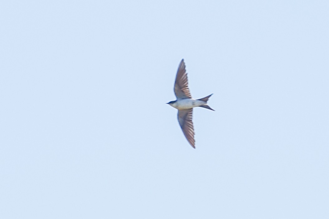 Bahama Swallow - ML615026437