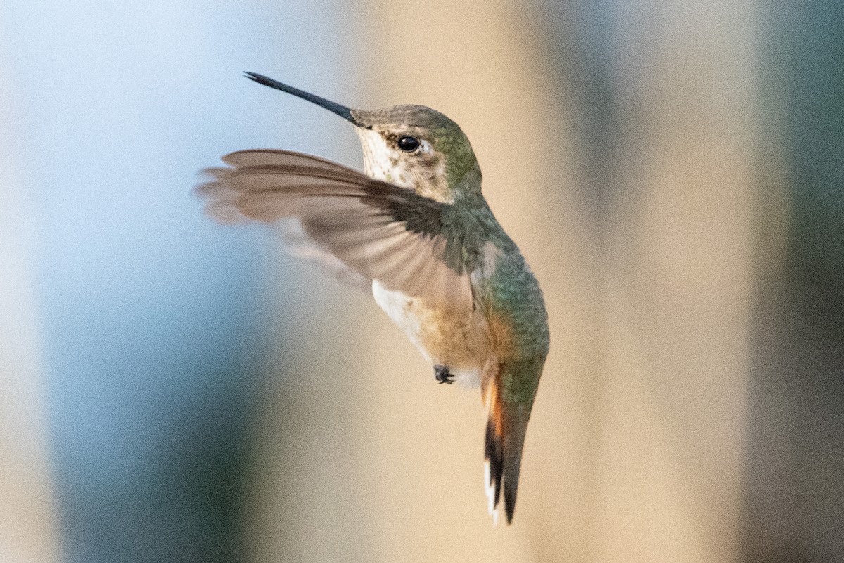 Rufous Hummingbird - ML615026452