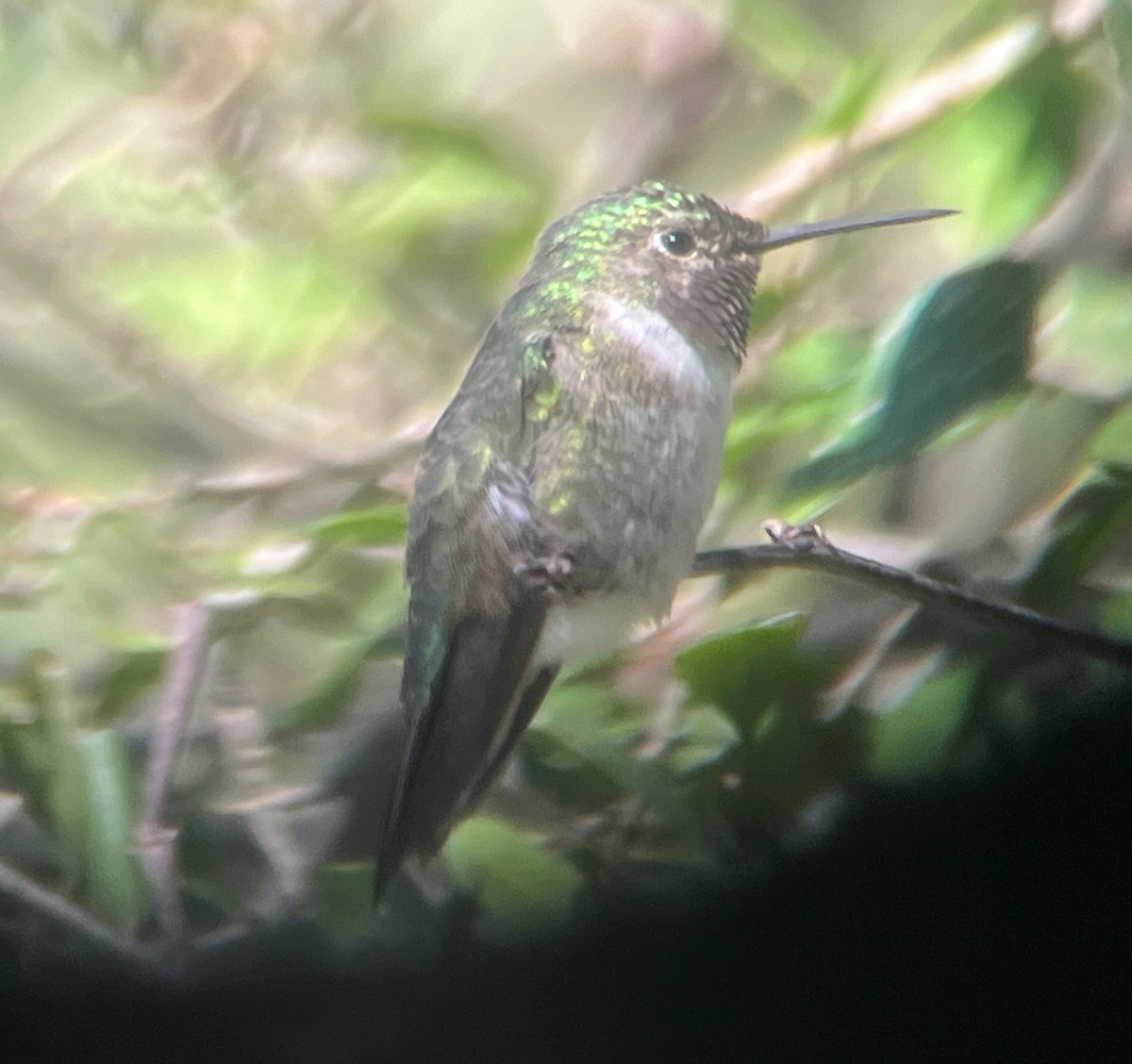Broad-tailed Hummingbird - ML615026468