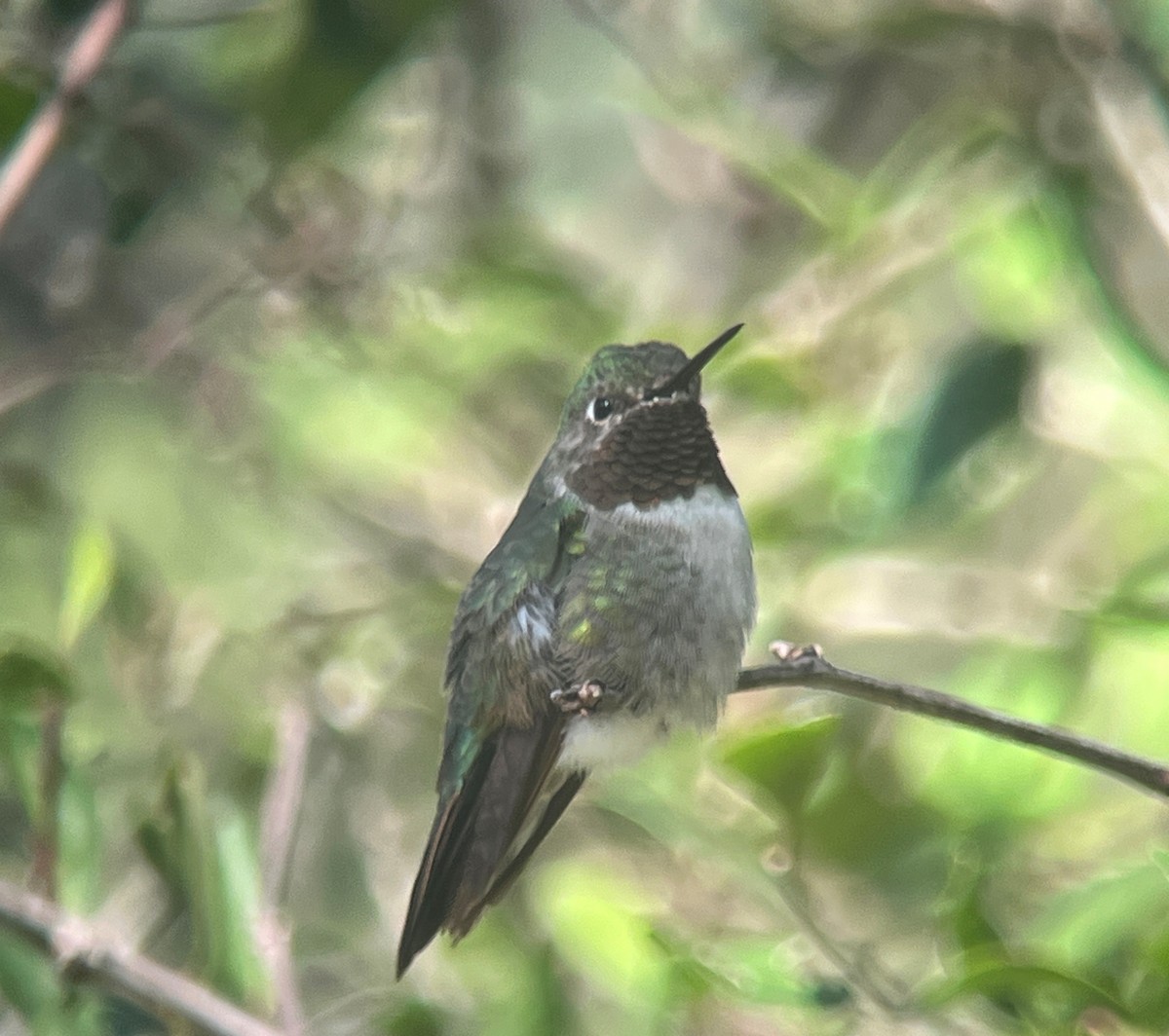 Broad-tailed Hummingbird - ML615026469