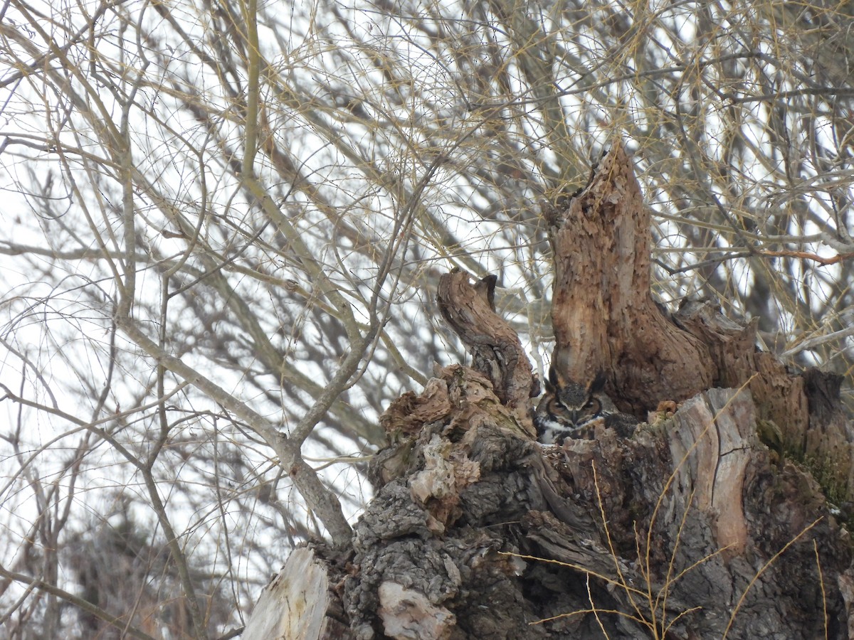 Great Horned Owl - ML615026614