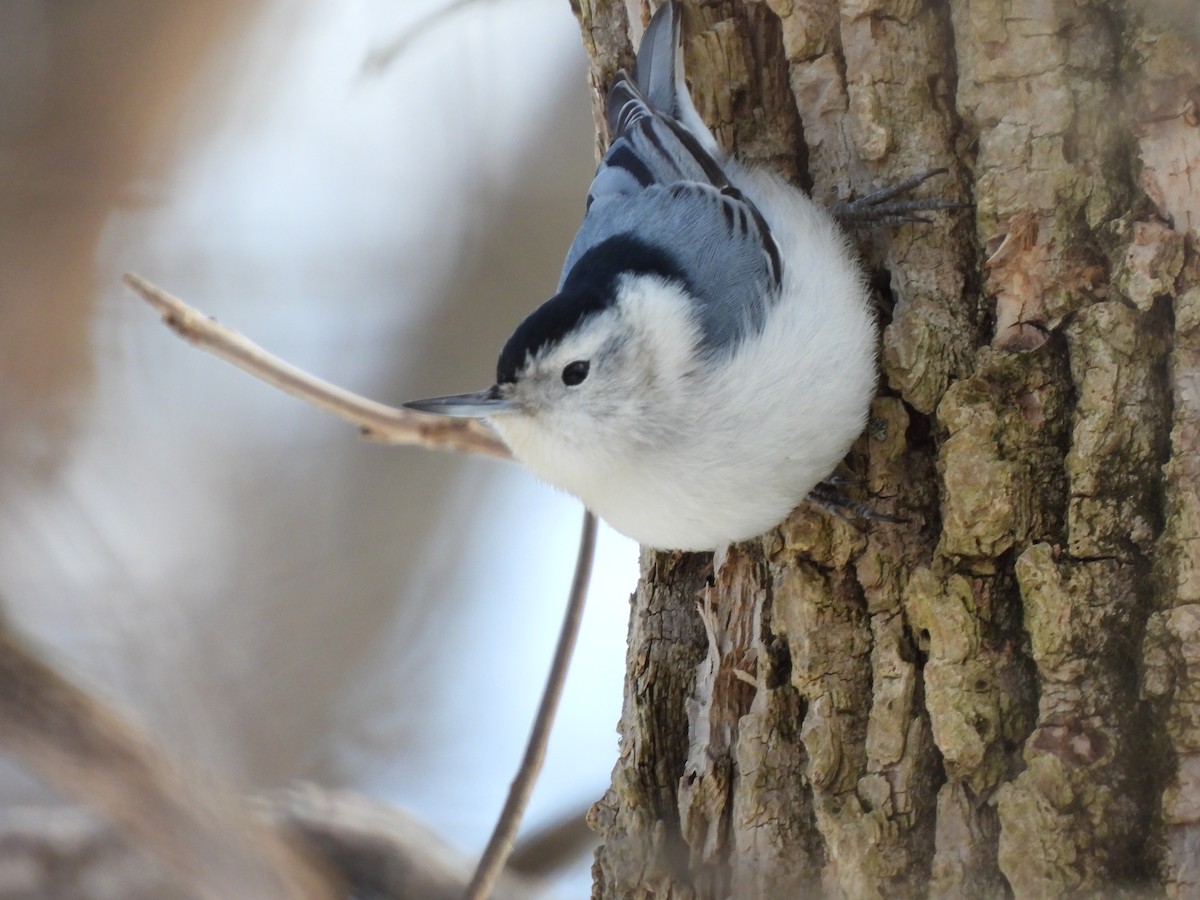 White-breasted Nuthatch - ML615026646