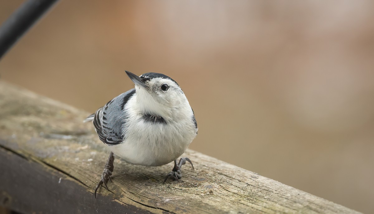 White-breasted Nuthatch - ML615026724
