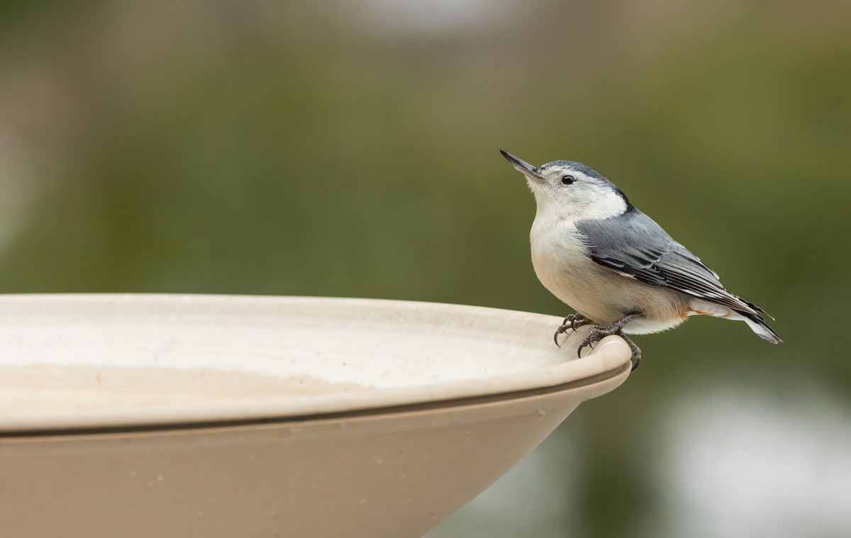 White-breasted Nuthatch - ML615026726