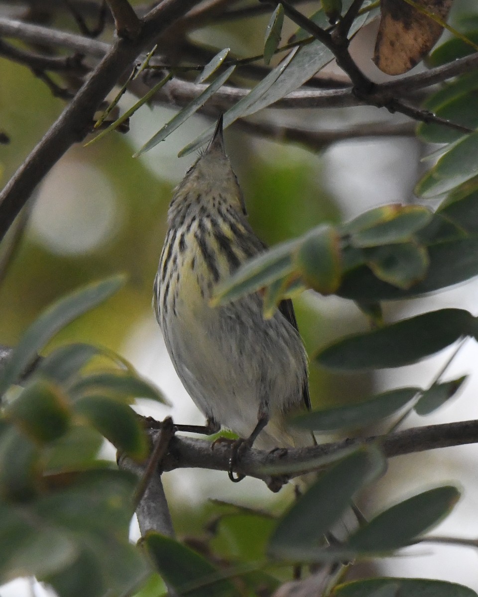 Cape May Warbler - ML615026757