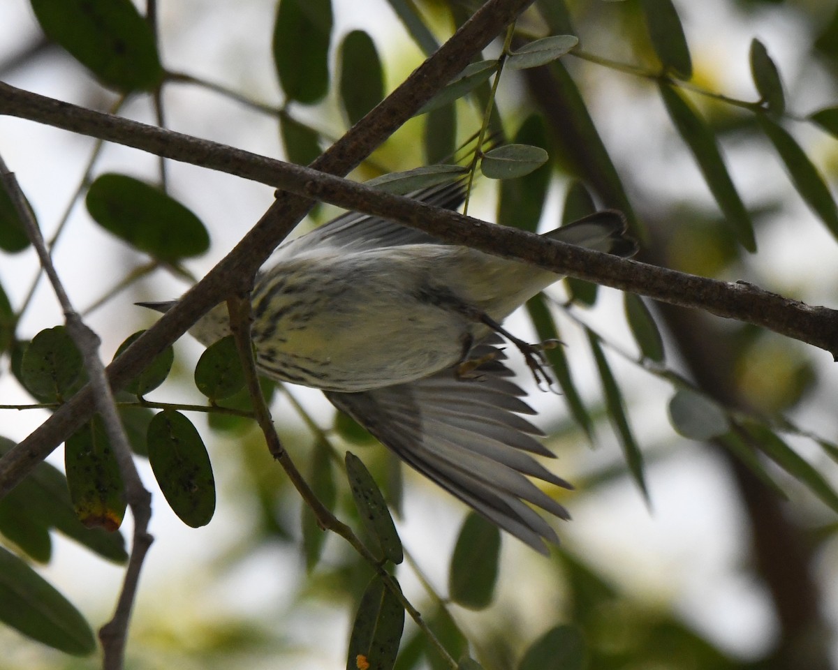 Cape May Warbler - ML615026759