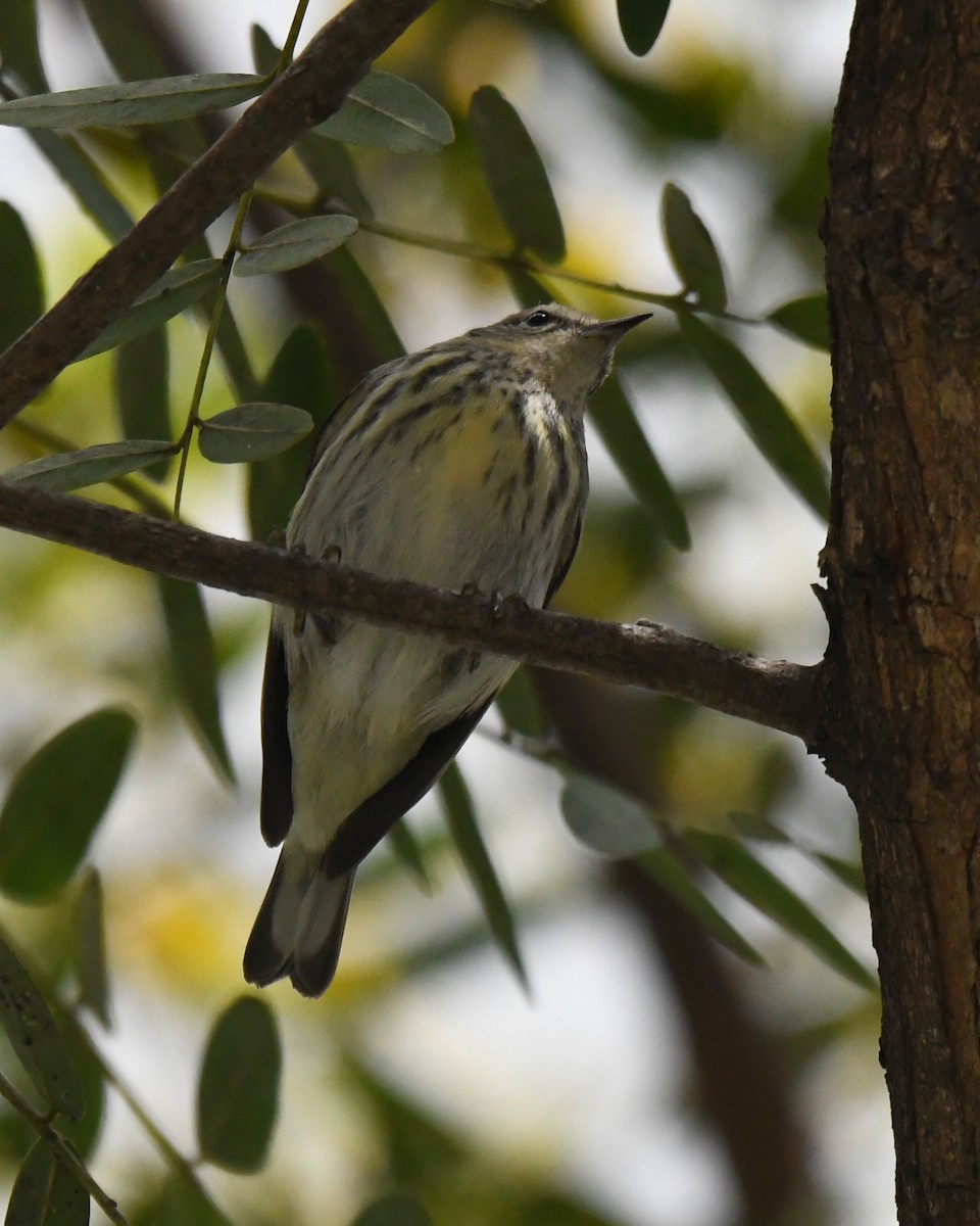 Cape May Warbler - ML615026760