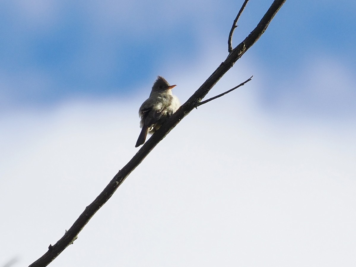 Greater Pewee (Mexican) - ML615026778