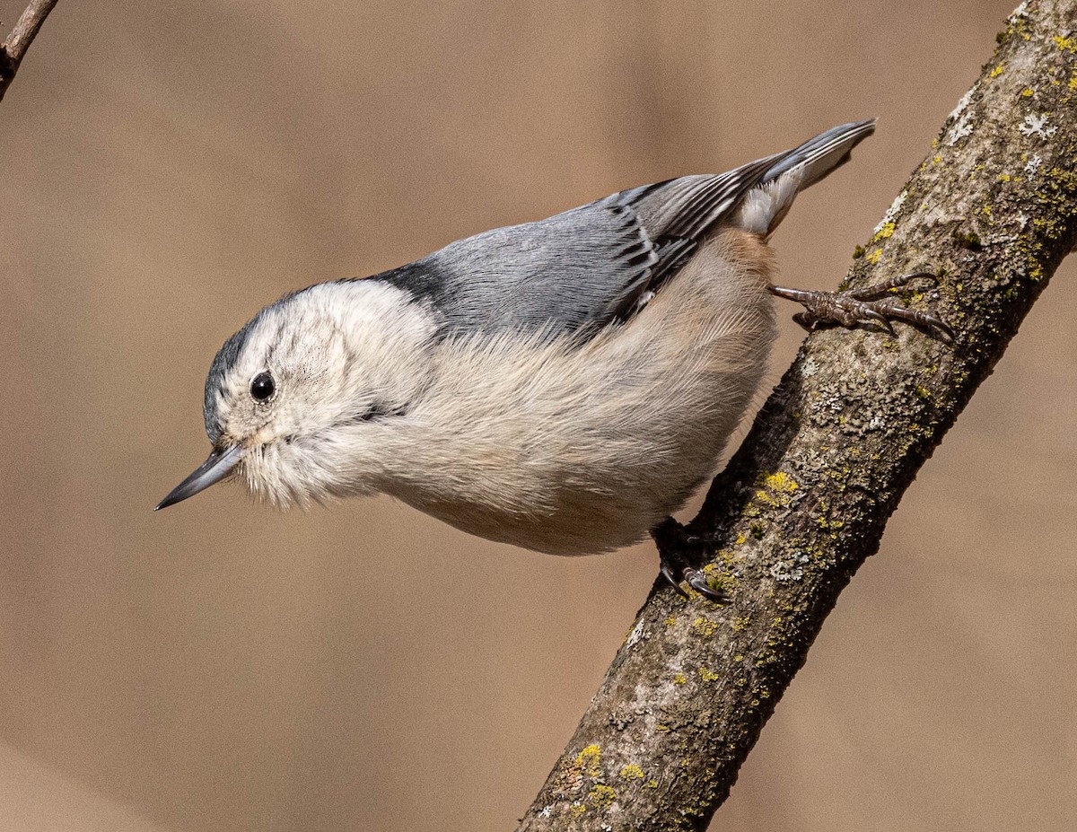 White-breasted Nuthatch (Eastern) - ML615026847