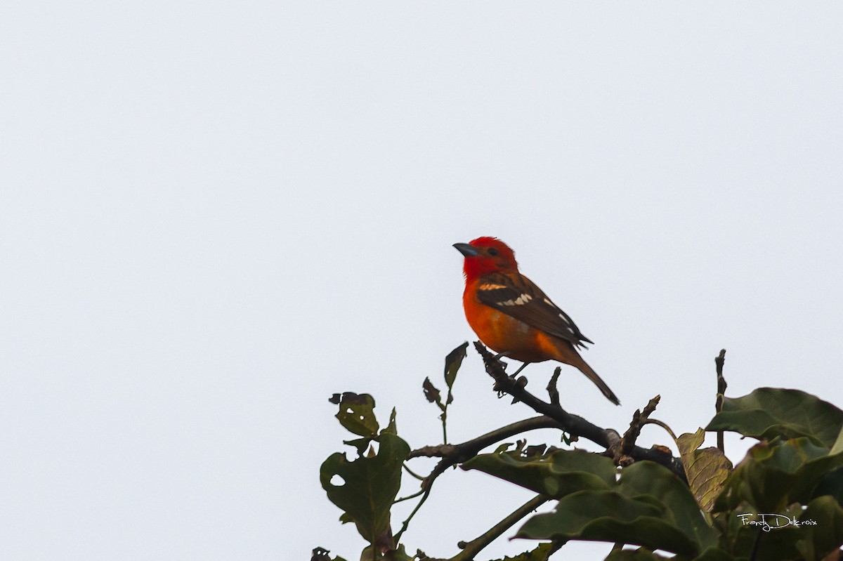 Flame-colored Tanager - ML615026895