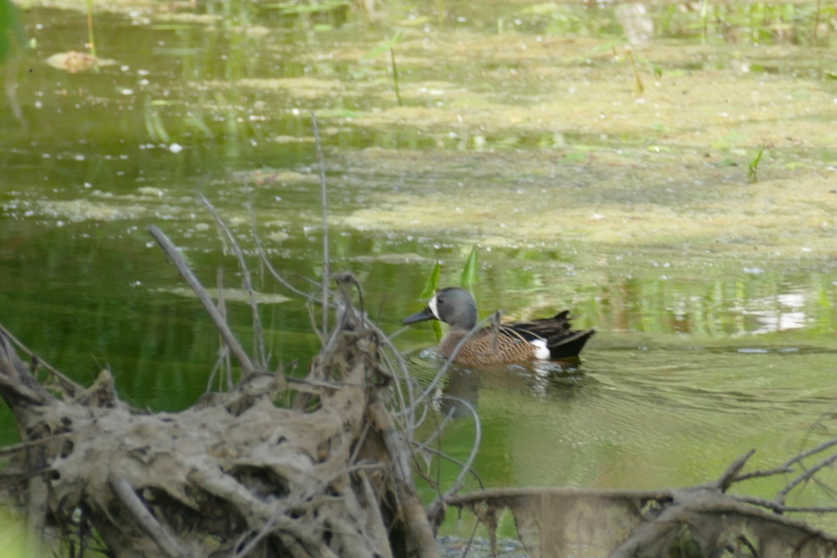 Blue-winged Teal - ML61502691