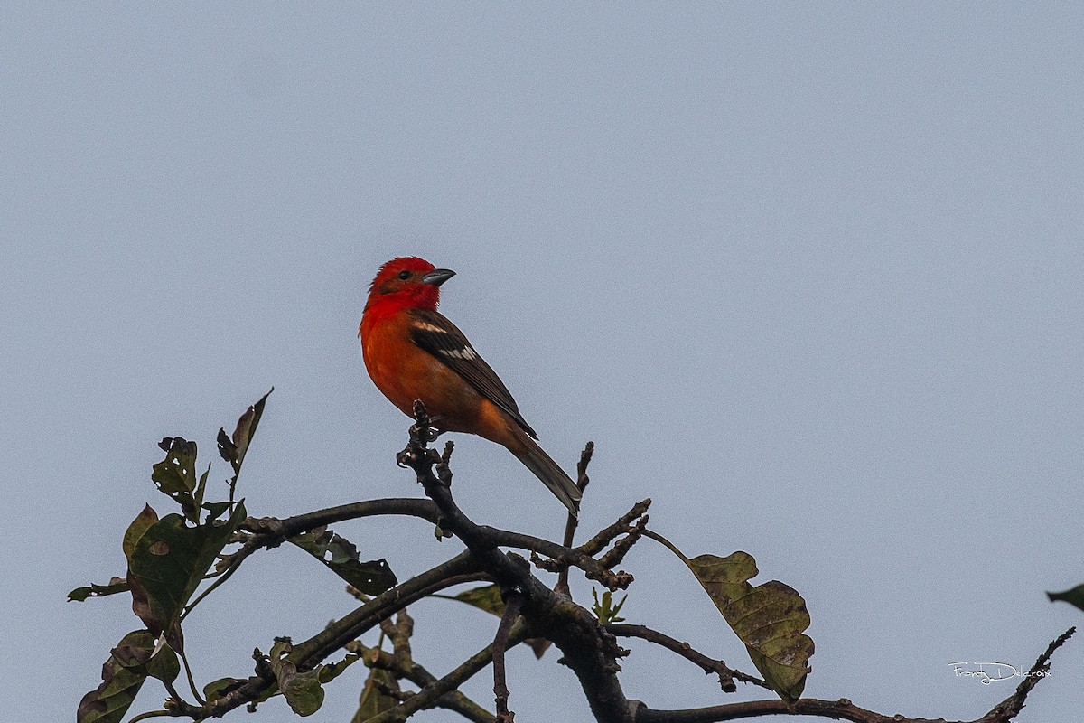 Flame-colored Tanager - ML615026956