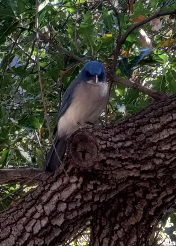 Mexican Jay - ML615026991