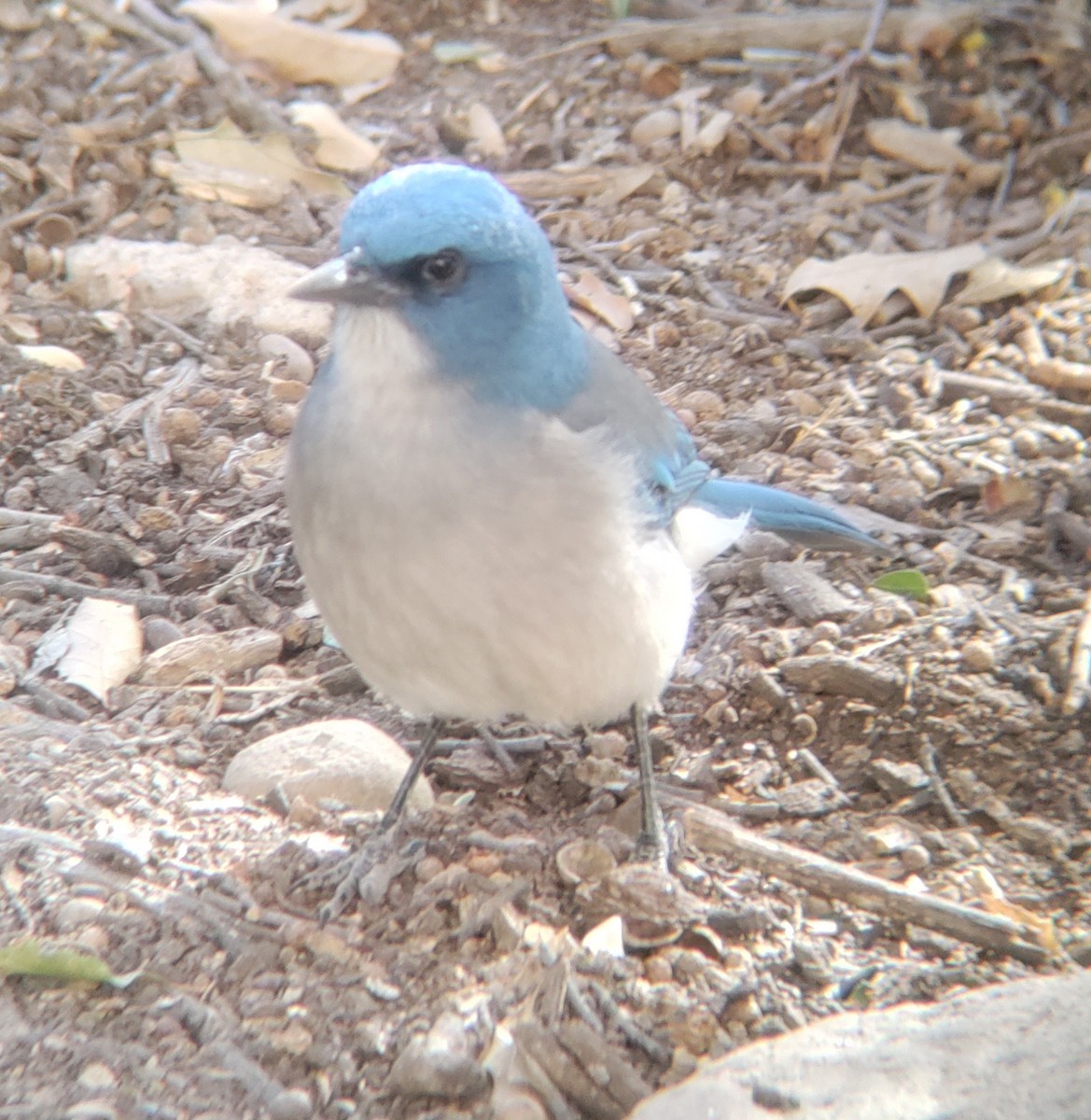 Mexican Jay - ML615026994