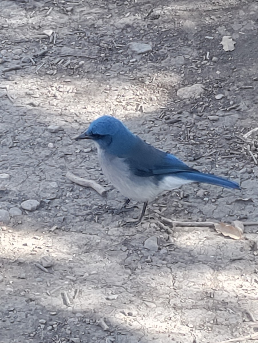 Mexican Jay - ML615026998