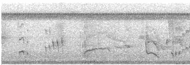 spydknottsmett (rufiventris gr.) - ML615027067