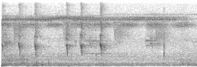 Колібрі-шаблекрил юкатанський (підвид pampa) - ML615027084