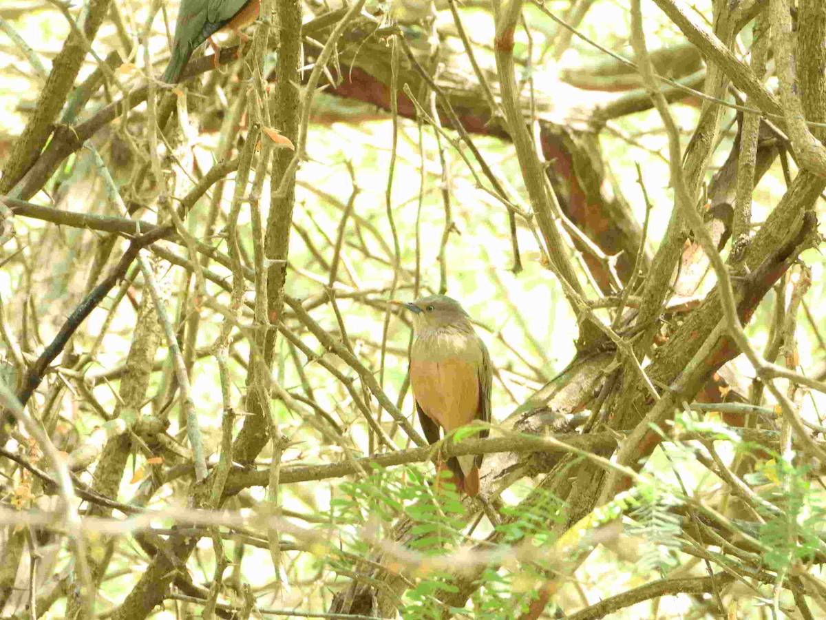 Chestnut-tailed Starling - ML615027191