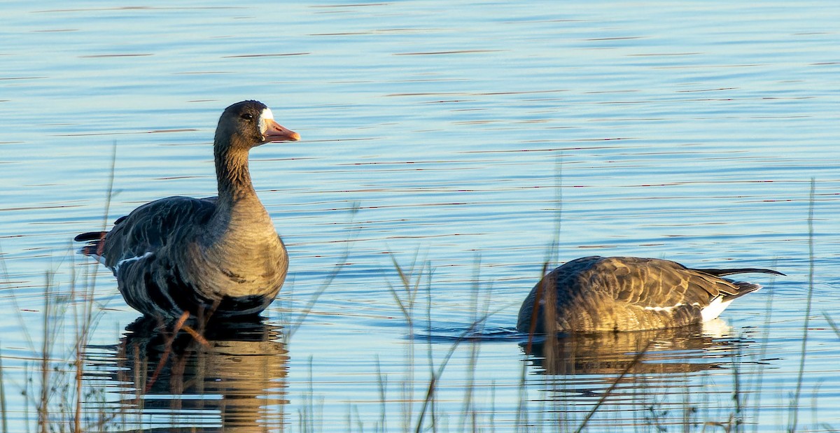 Greater White-fronted Goose - ML615027200