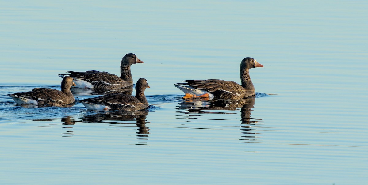 Greater White-fronted Goose - ML615027201
