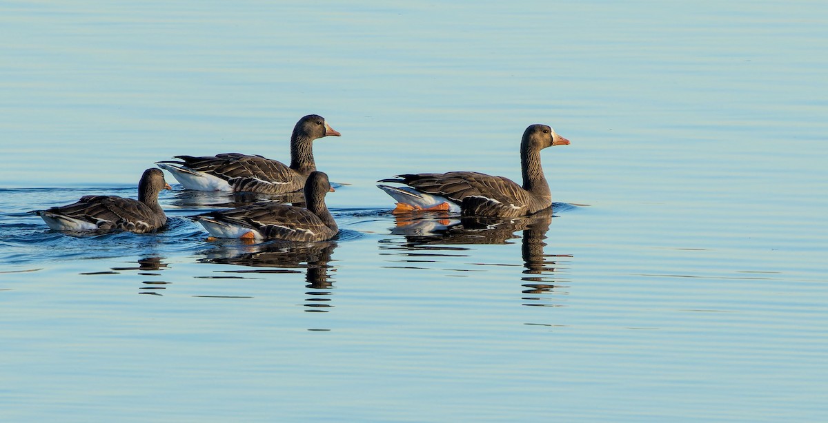 Greater White-fronted Goose - ML615027202