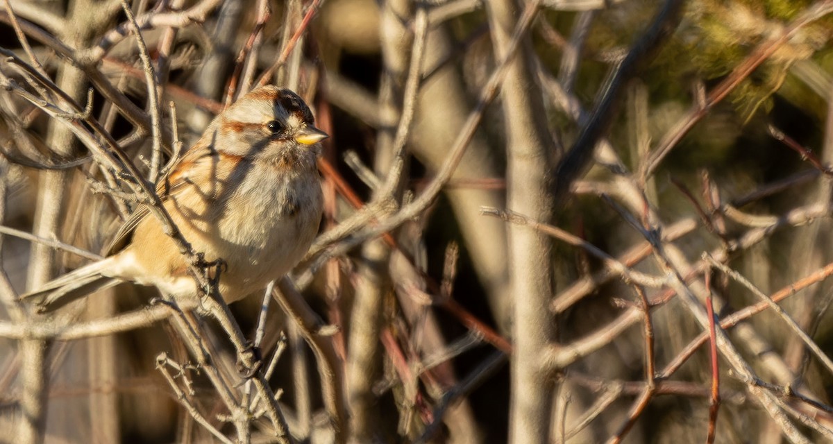 American Tree Sparrow - ML615027236