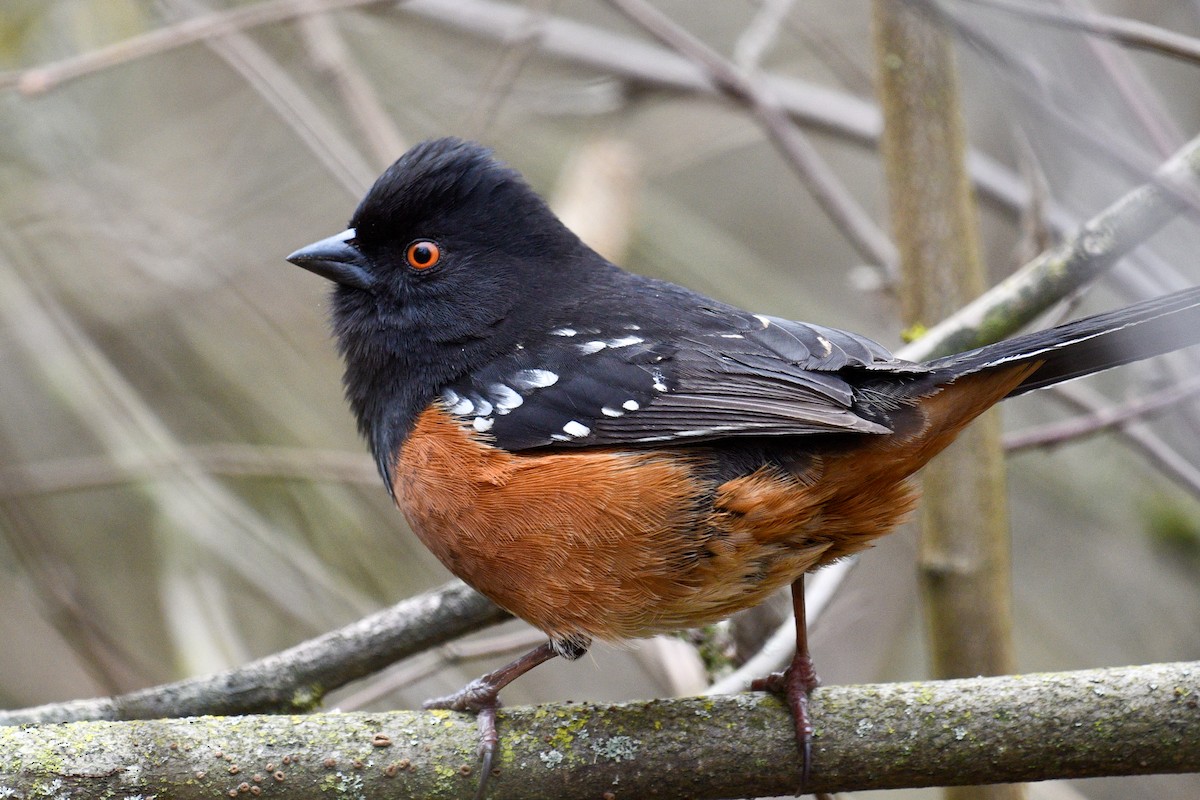 Spotted Towhee - ML615027307