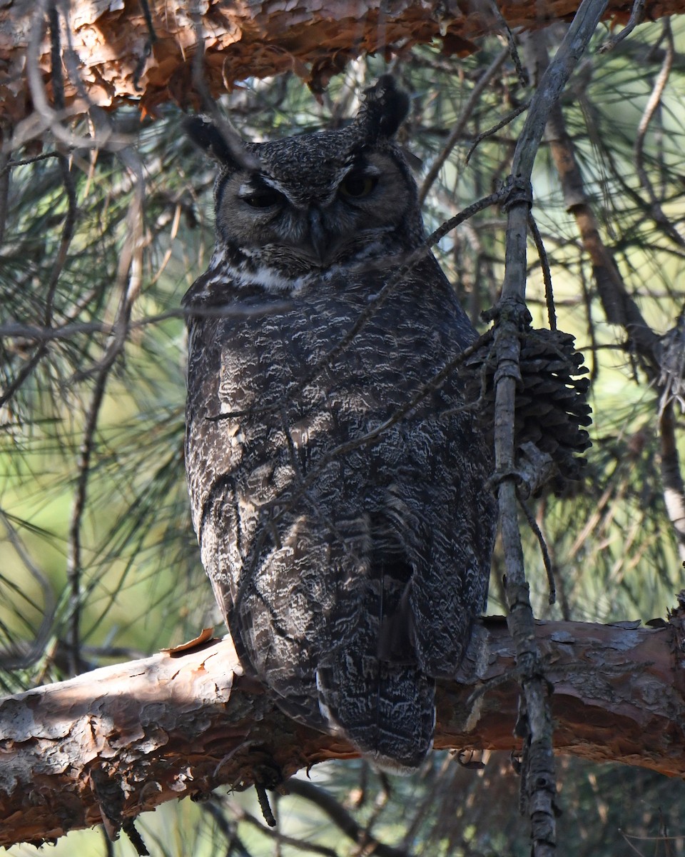 Great Horned Owl - ML615027472