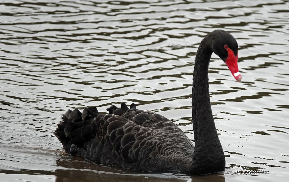 Black Swan - ML615027502