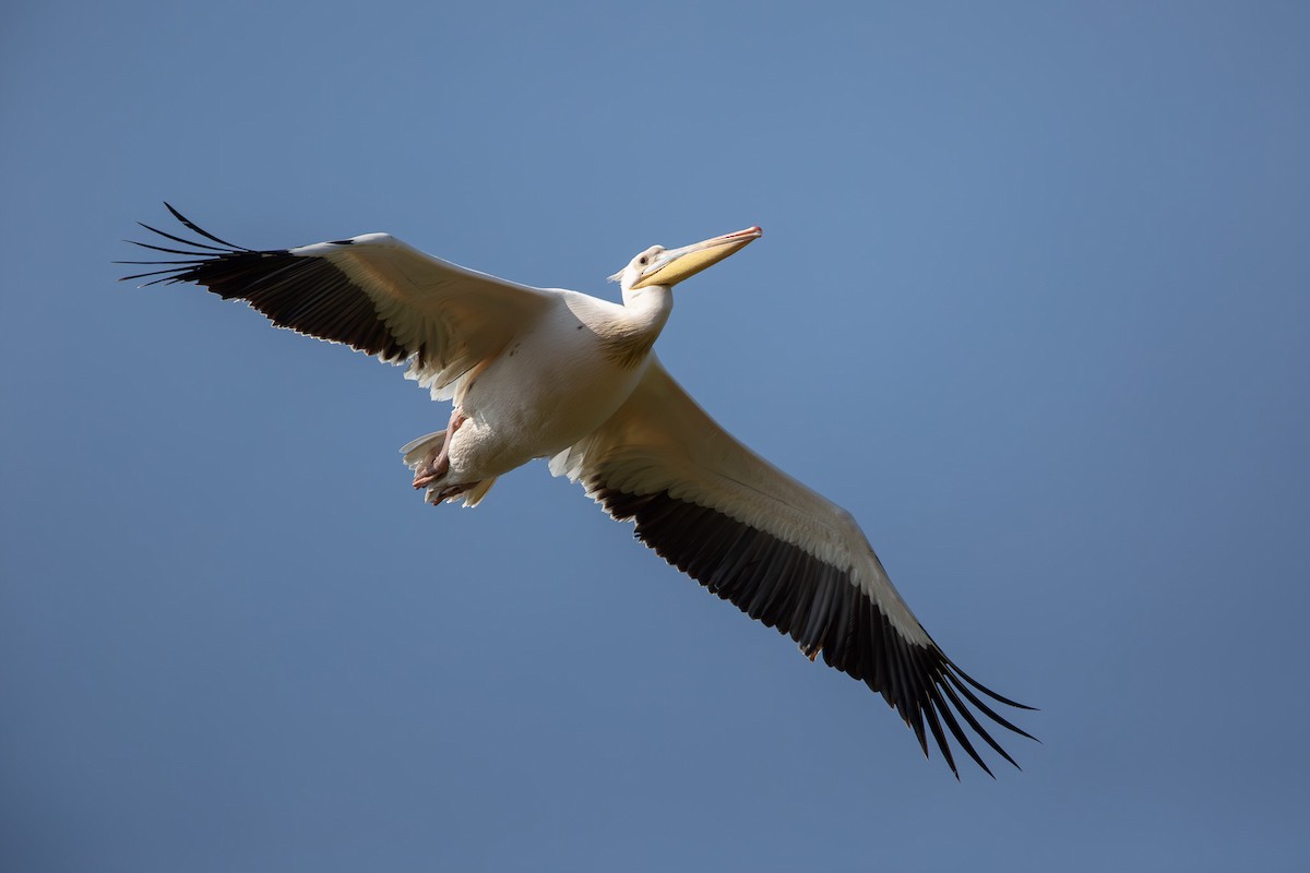 Great White Pelican - Otto Samwald