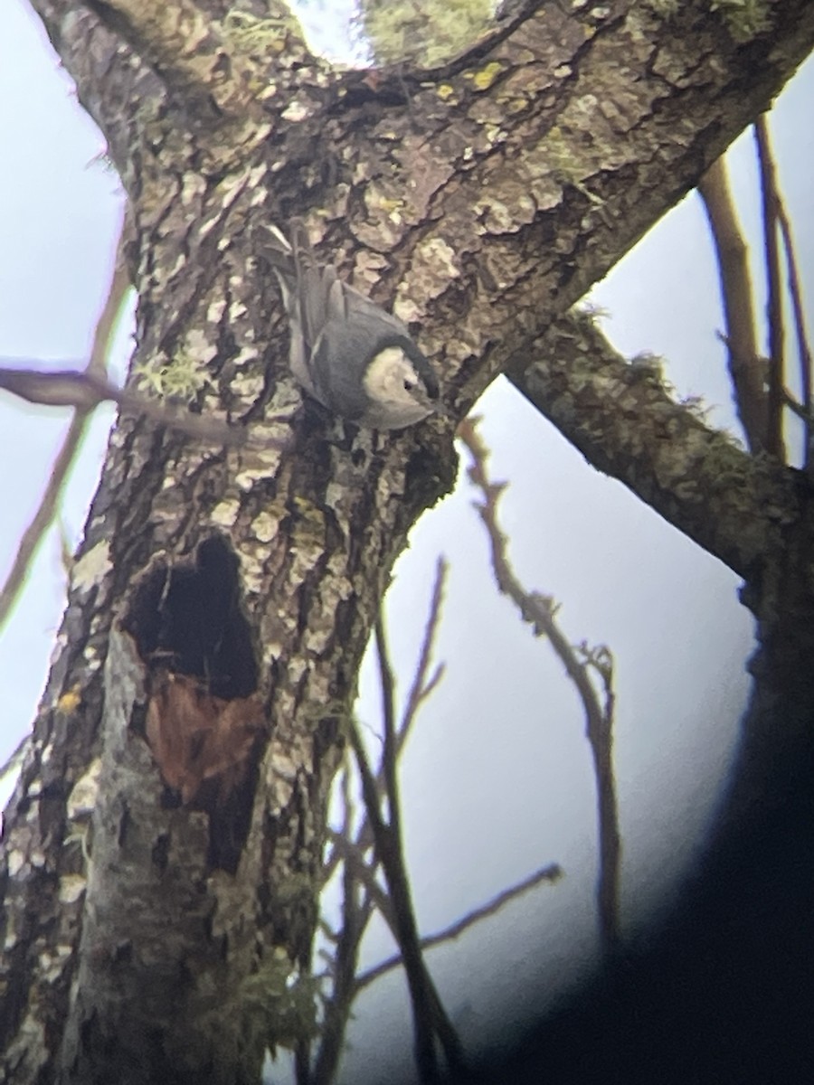 White-breasted Nuthatch - ML615027575