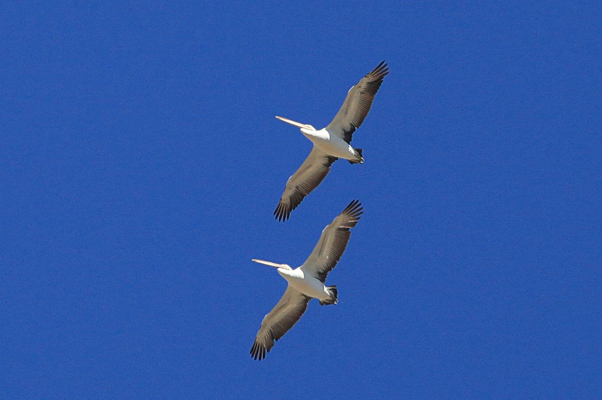 pelikán australský - ML615027623