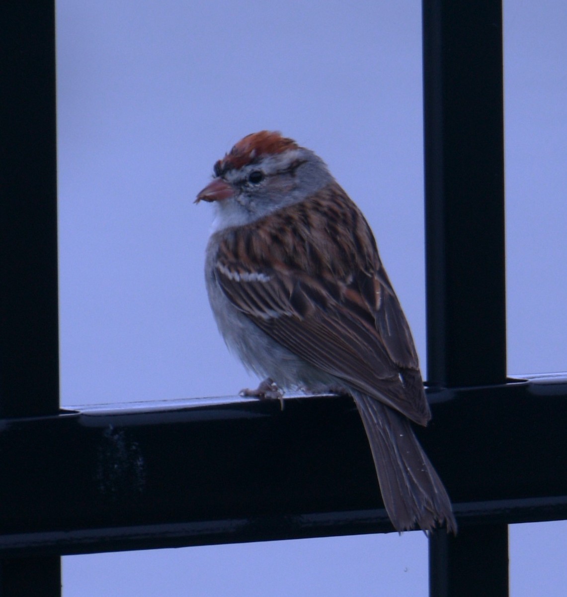 Chipping Sparrow - ML615027691