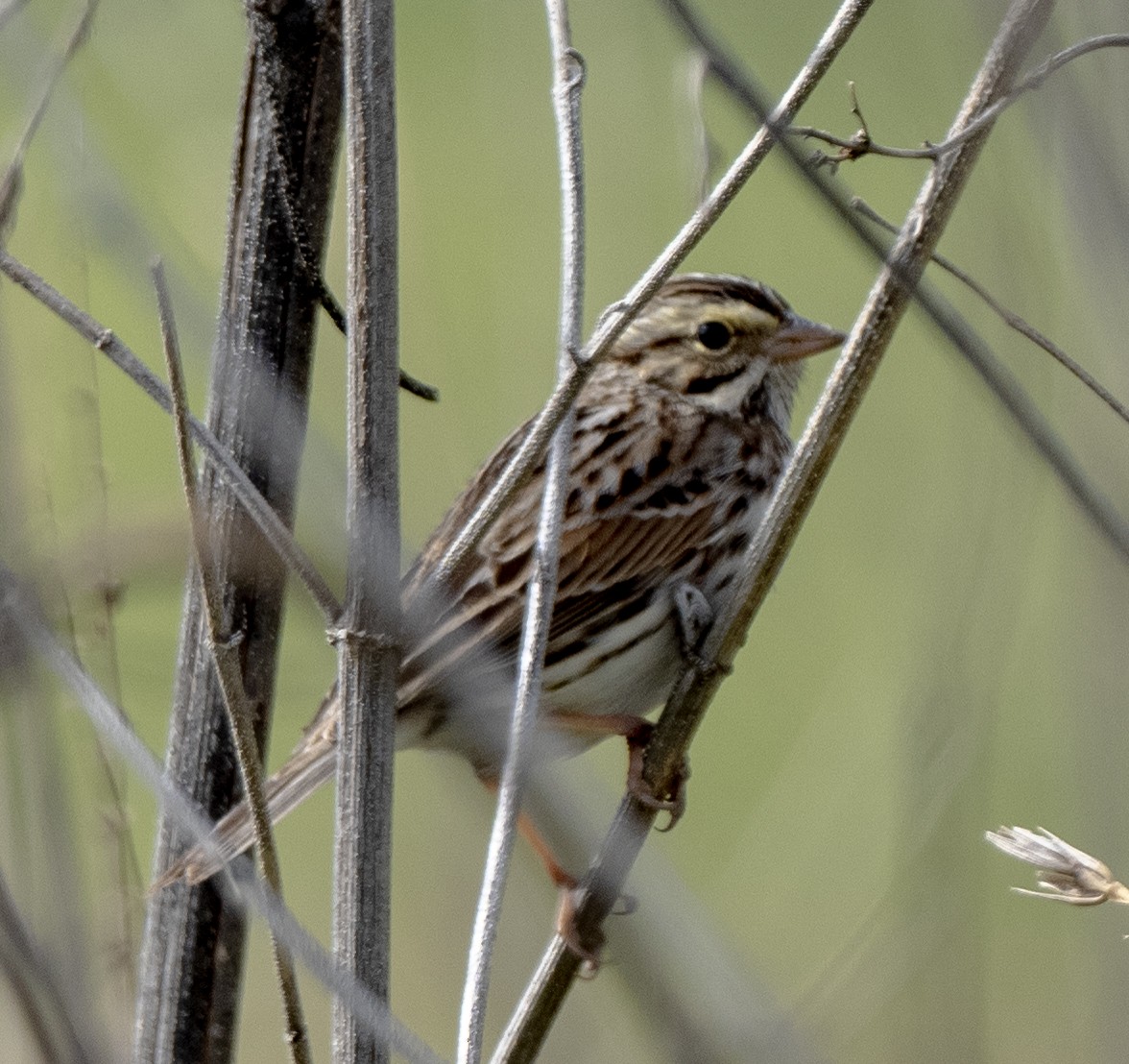Savannah Sparrow - ML615027736