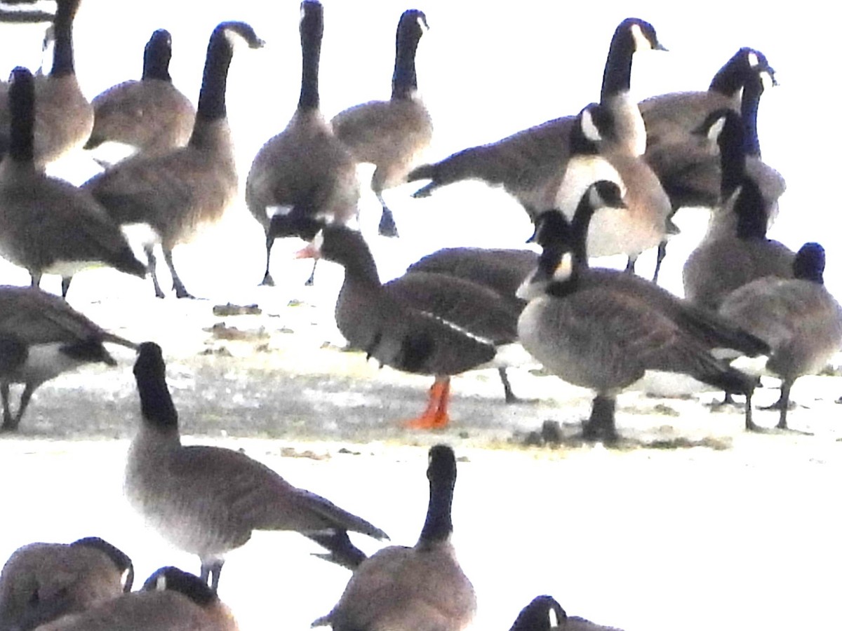 Greater White-fronted Goose - ML615028282
